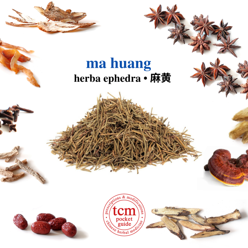 tcm pocketguide - ma huang • herba ephedrae • ephedra • 麻黄 - herb - chinese herbal medicine - tcm