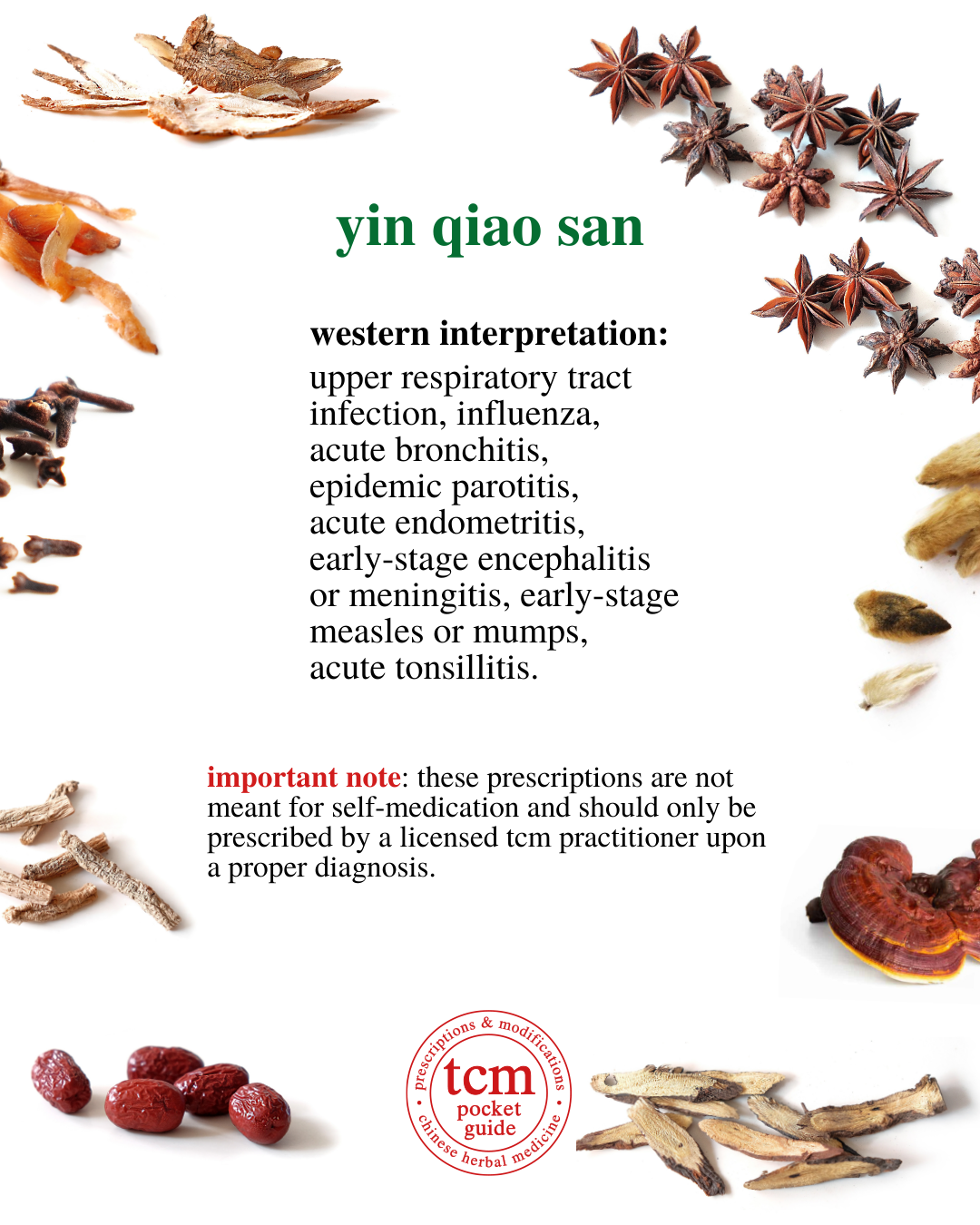 yin qiao san • honeysuckle and forsythia powder • 银翘散 - western interpretation