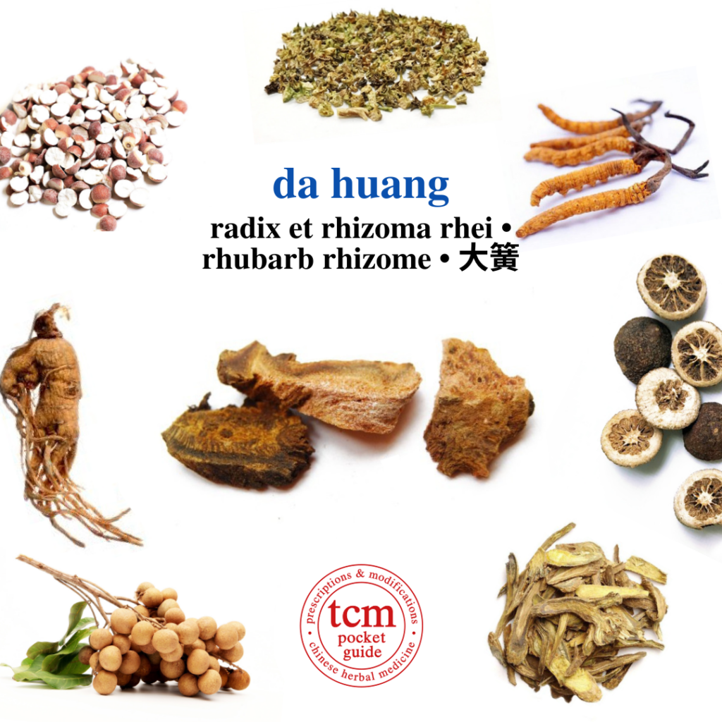 tcm pocketguide - da huang • radix et rhizoma rhei • rhubarb rhizome • 大簧 - herb - chinese herbal medicine - tcm
