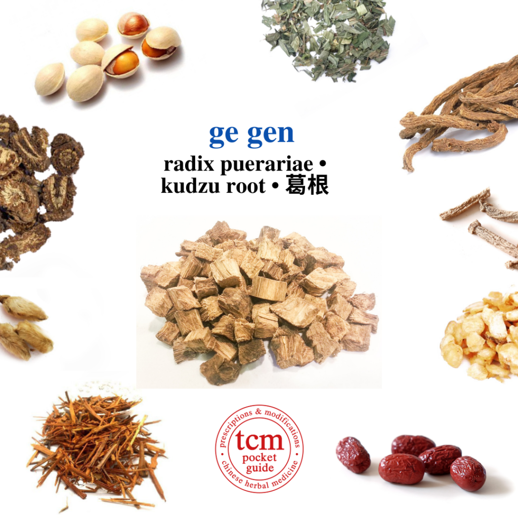 tcm pocketguide - ge gen • radix puerariae • kudzu root • 葛根 - herb - chinese herbal medicine - tcm
