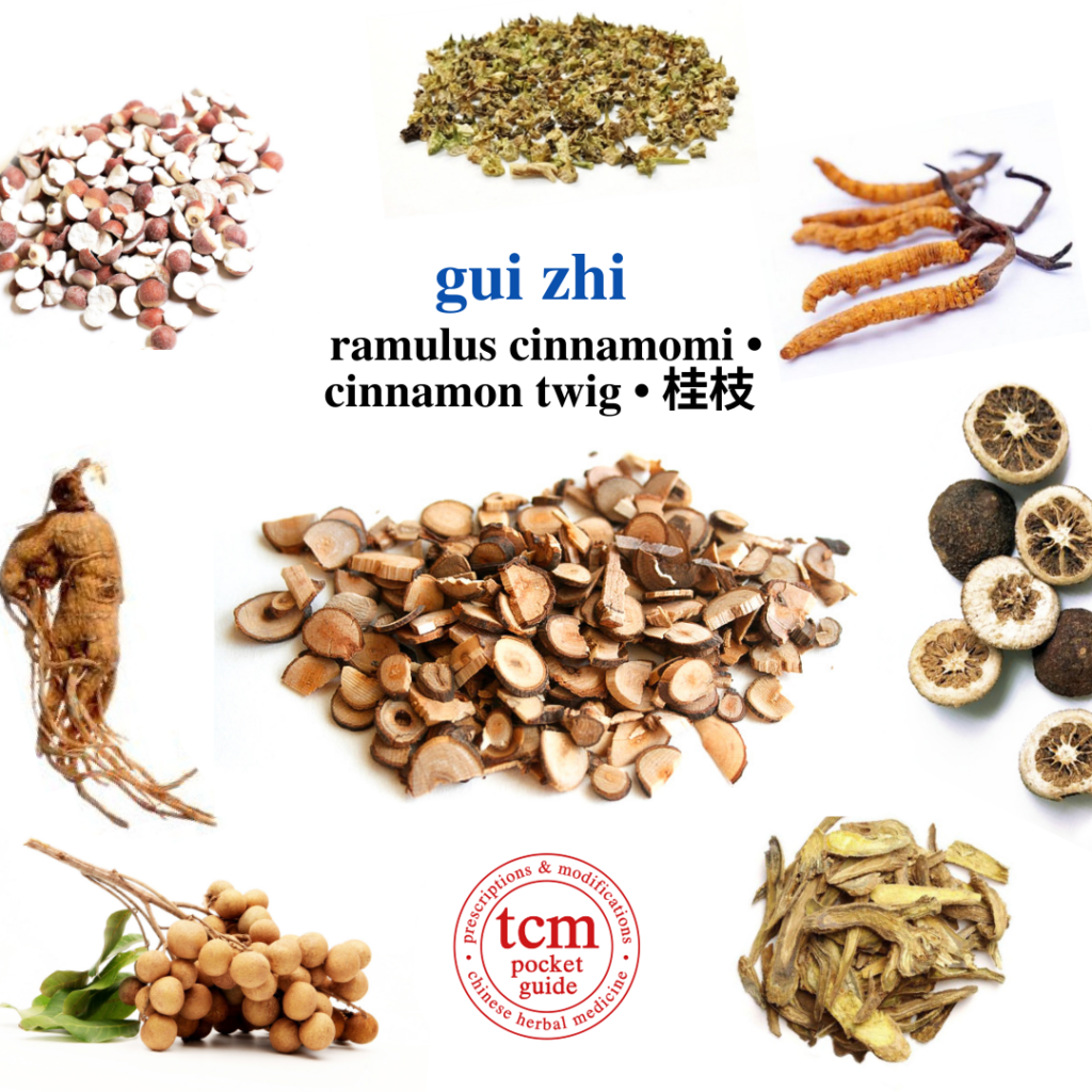 tcm pocketguide - gui zhi • ramulus cinnamomi • cinnamon twig • 桂枝 - herb - chinese herbal medicine - tcm