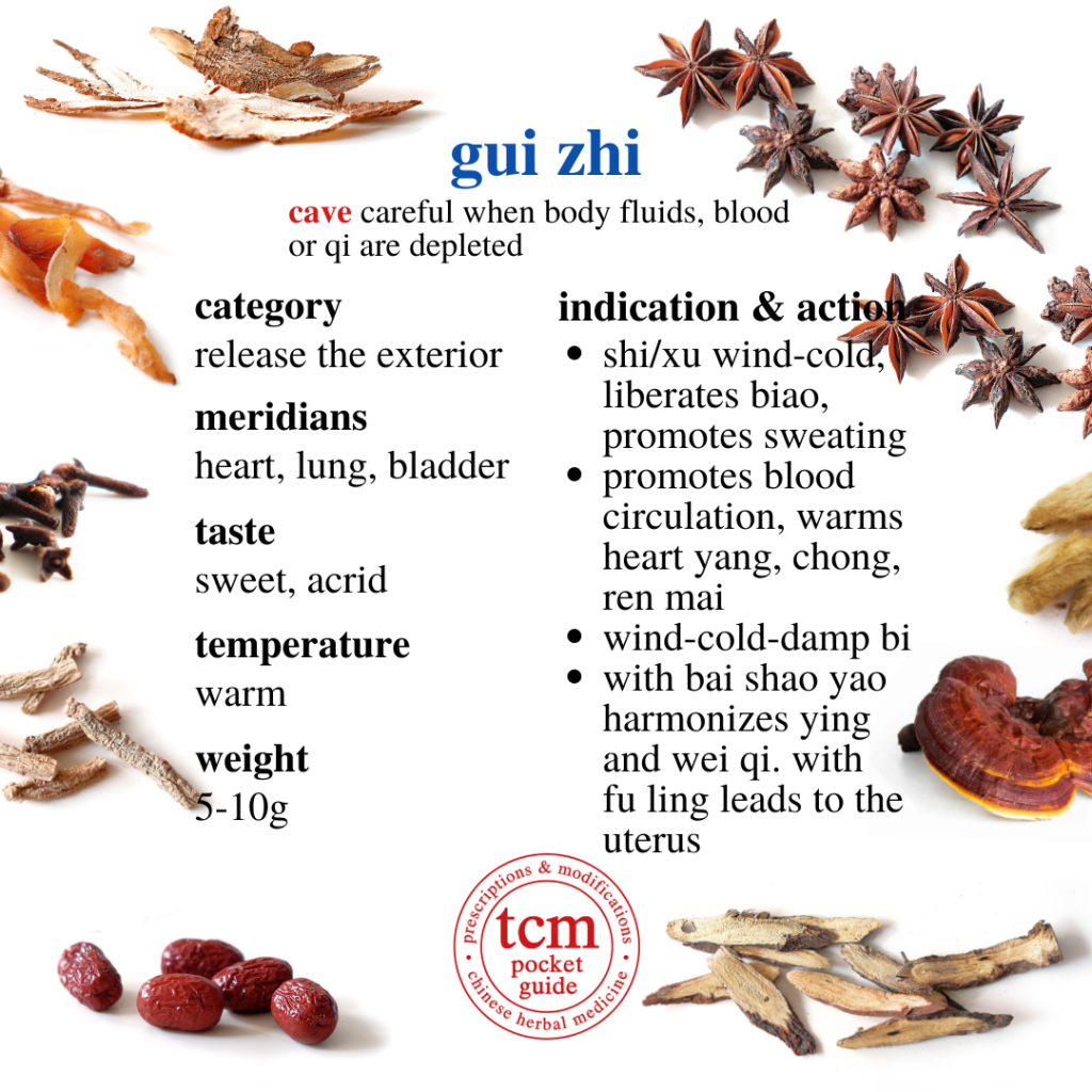 gui zhi • ramulus cinnamomi • cinnamon twig • 桂枝 - indication and action