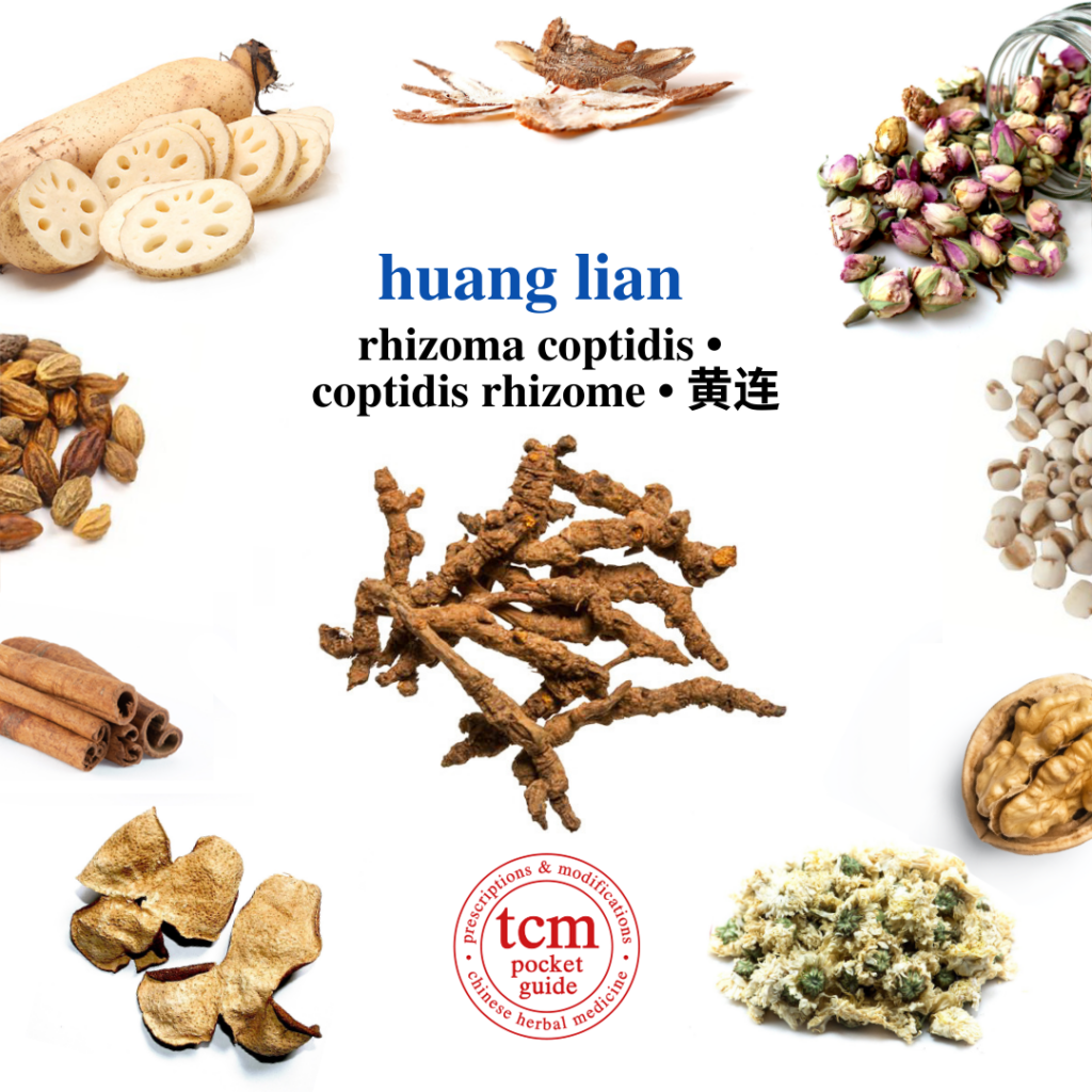 tcm pocketguide - huang lian • rhizoma coptidis • coptidis rhizome • 黄芩 - herb - chinese herbal medicine - tcm