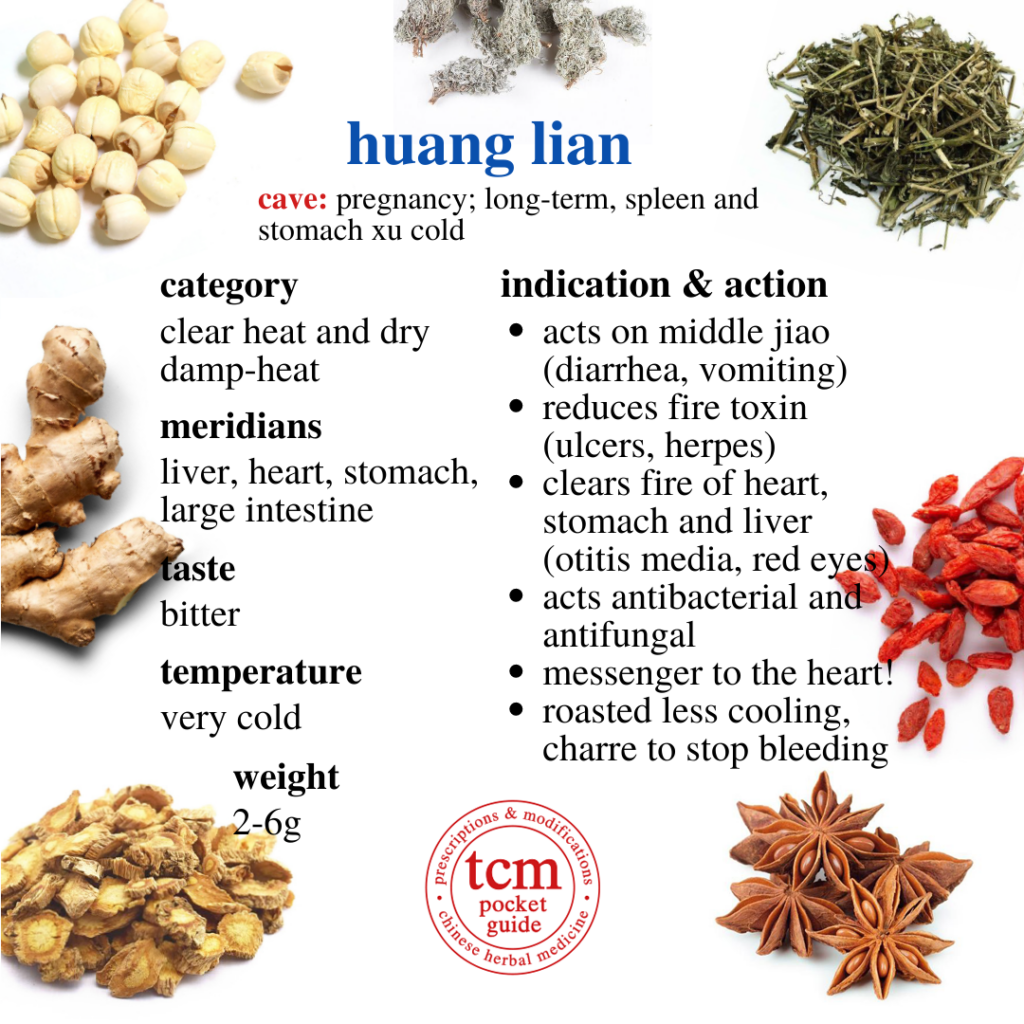 huang lian • rhizoma coptidis • coptidis rhizome • 黄芩 - indication and action