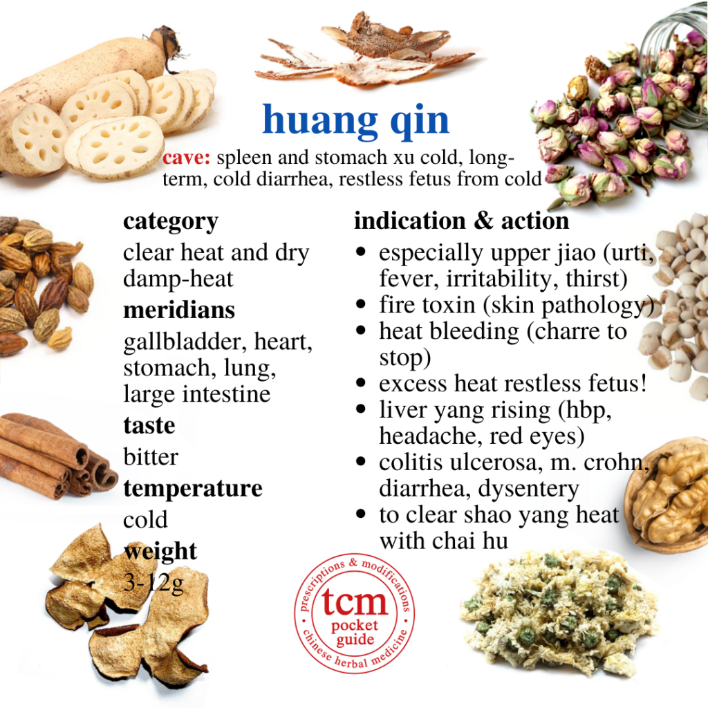 huang qin • radix scutellariae • baical skullcap root • 黄芩 - indication and action