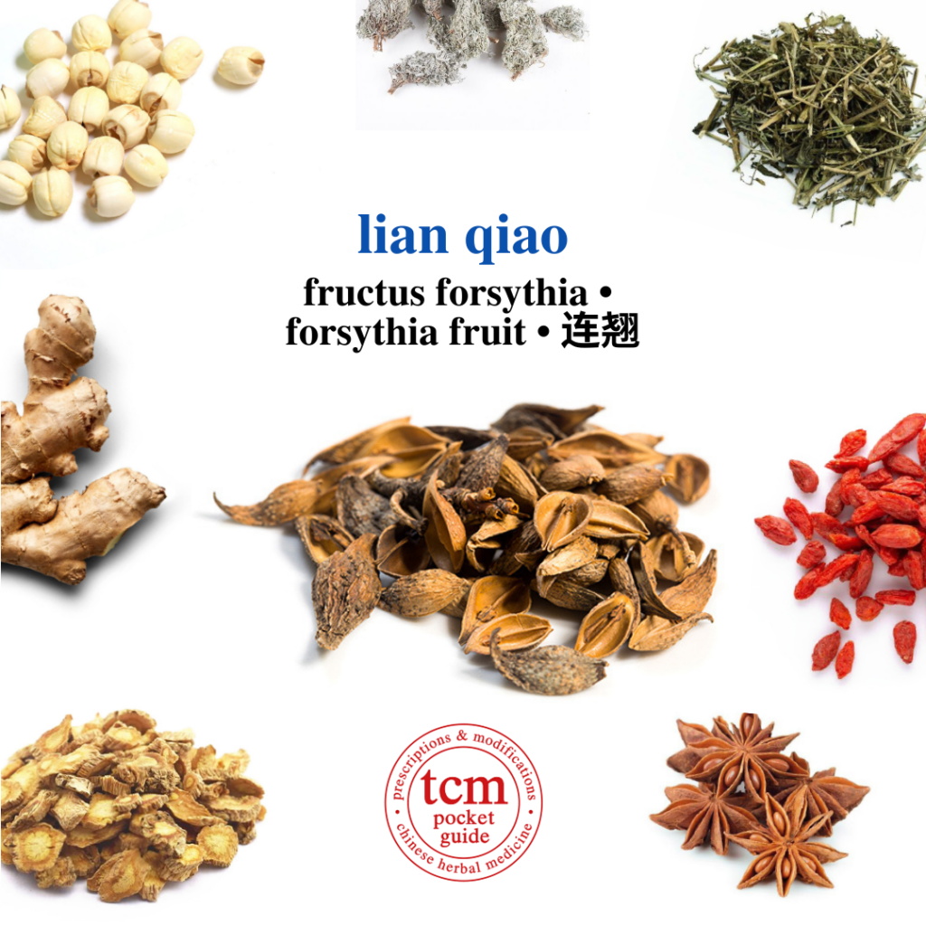 tcm pocketguide - lian qiao • fructus forsythia • forsythia fruit • 连翘 - herb - chinese herbal medicine - tcm