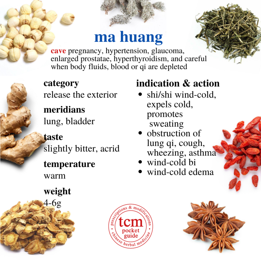 ma huang • herba ephedrae • ephedra • 麻黄 - indication and action