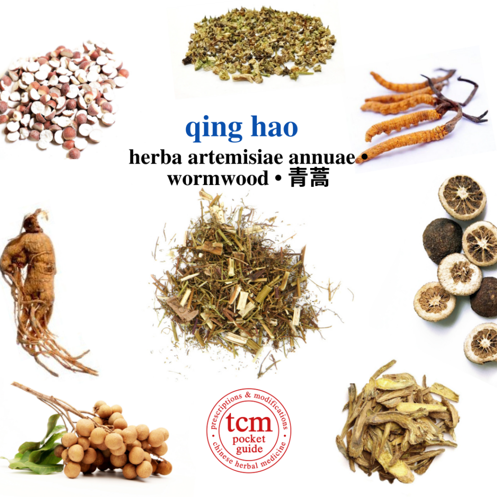 tcm pocketguide - qing hao • herba artemisiae annuae • wormwood • 青蒿 - herb - chinese herbal medicine - tcm