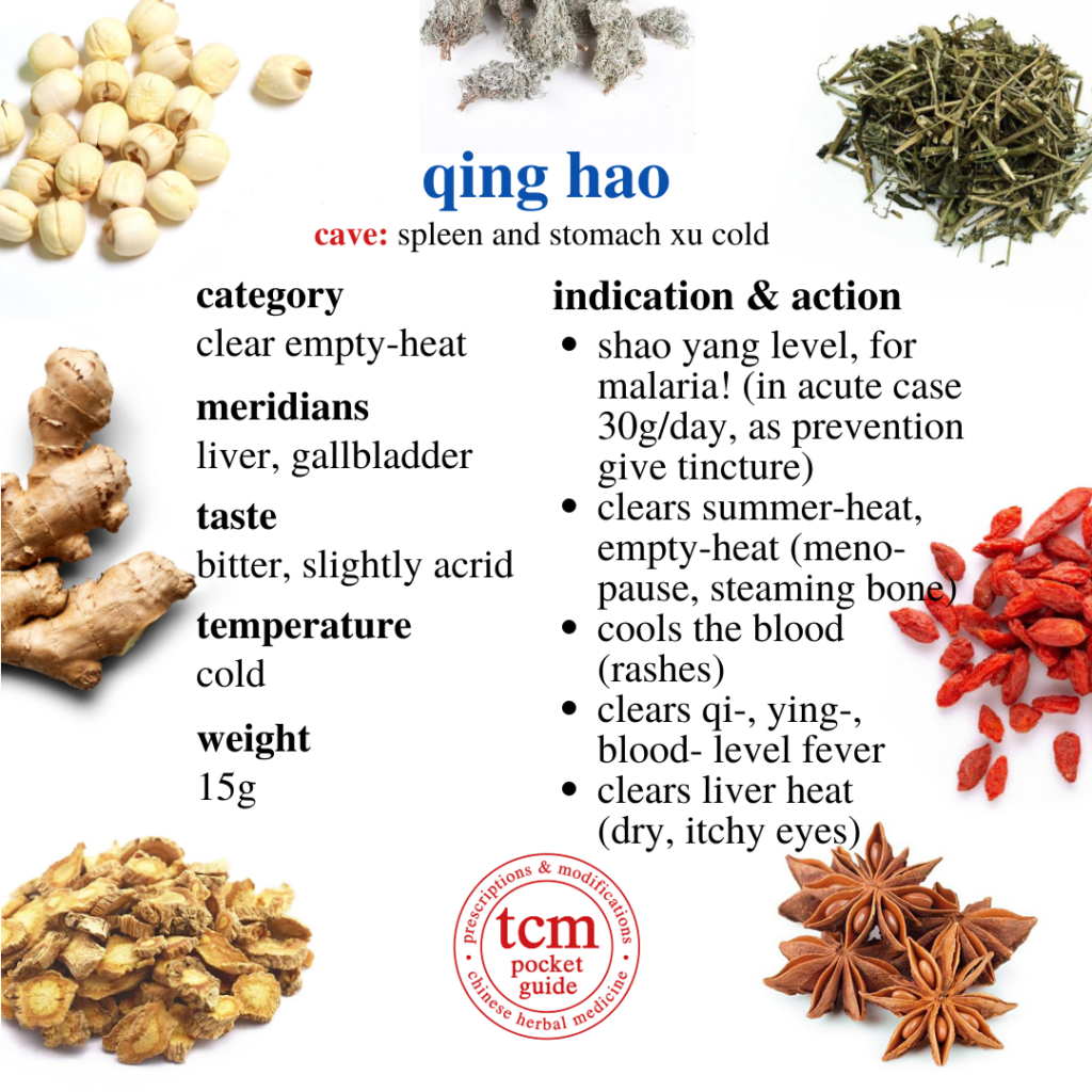qing hao • herba artemisiae annuae • wormwood • 青蒿 - indication and action