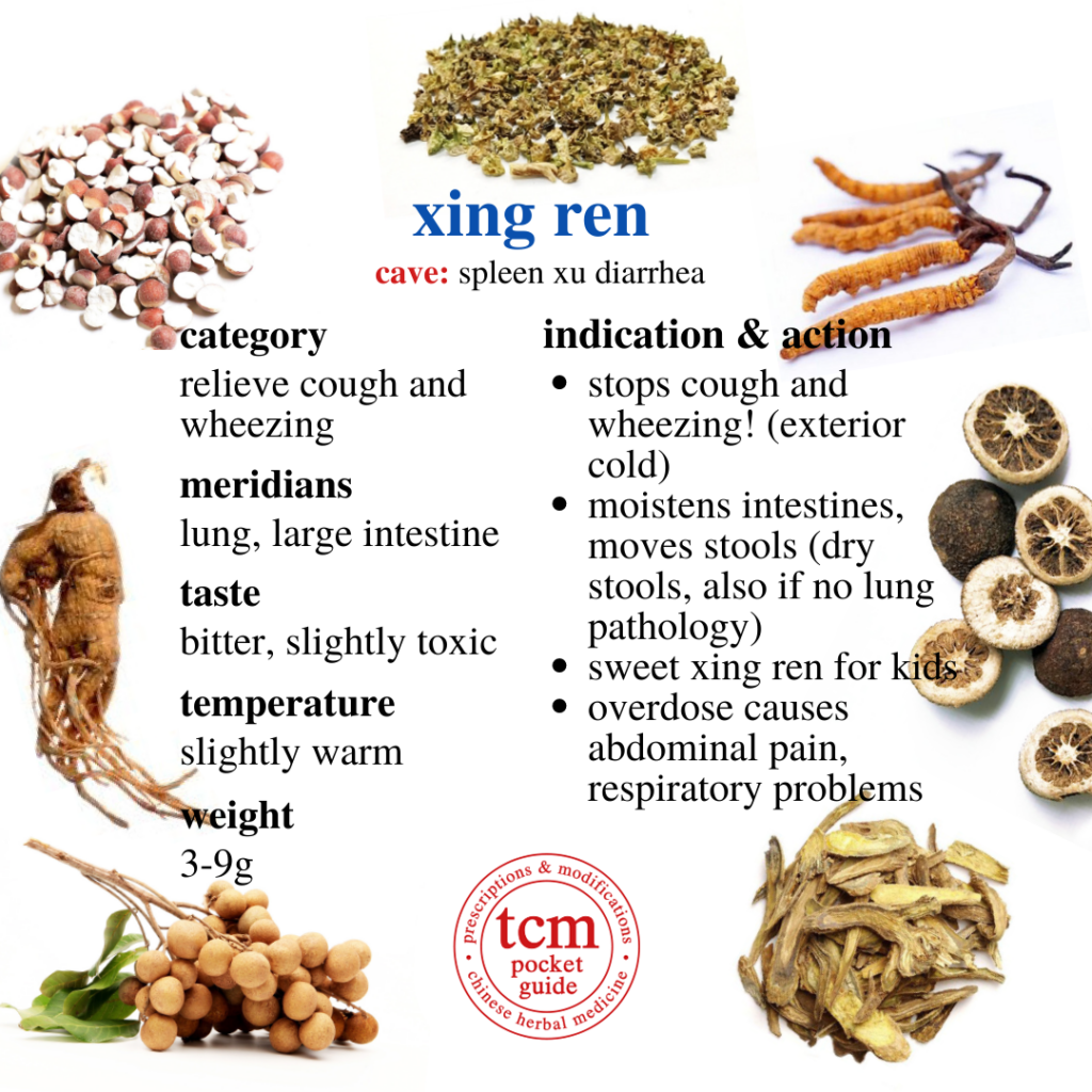 xing ren • semen armeniacae • apricot seed/kernel • 杏仁 - indication and action