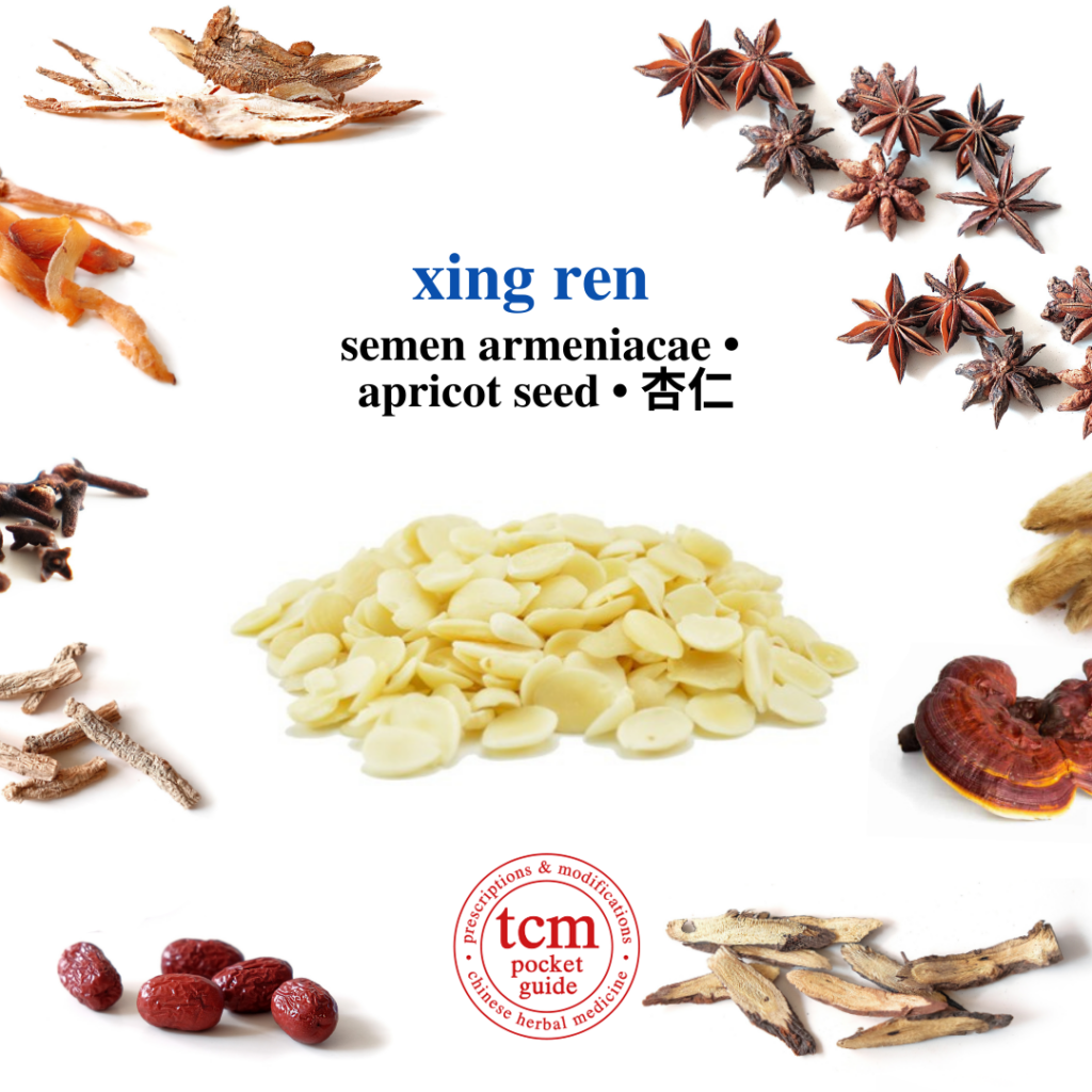 tcm pocketguide - xing ren • semen armeniacae • apricot seed/kernel • 杏仁 - herb - chinese herbal medicine - tcm