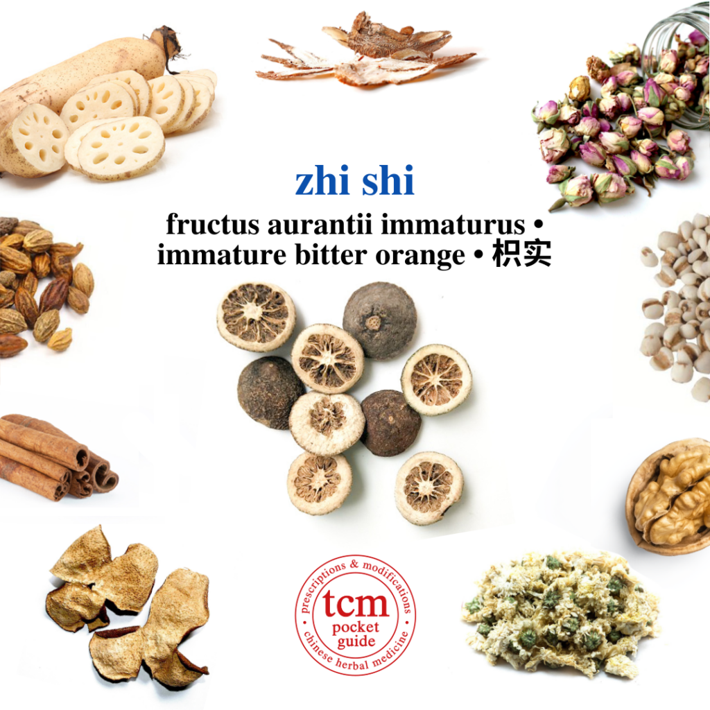 zhi shi • fructus aurantii immaturus • immature bitter orange • 枳实 - herb - chinese herbal medicine - tcm
