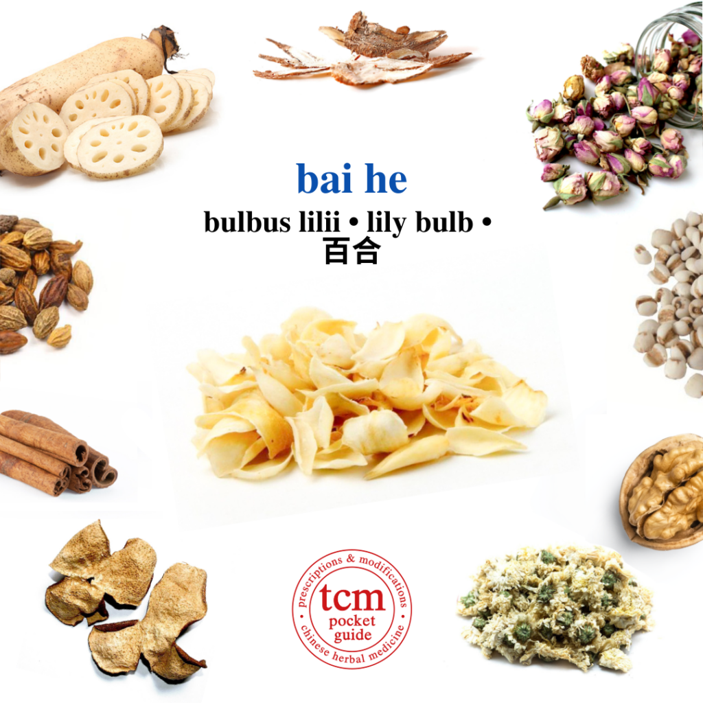 tcm pocketguide - bai he • bulbus lilii • lily bulb • 百合 - herb - chinese herbal medicine - tcm