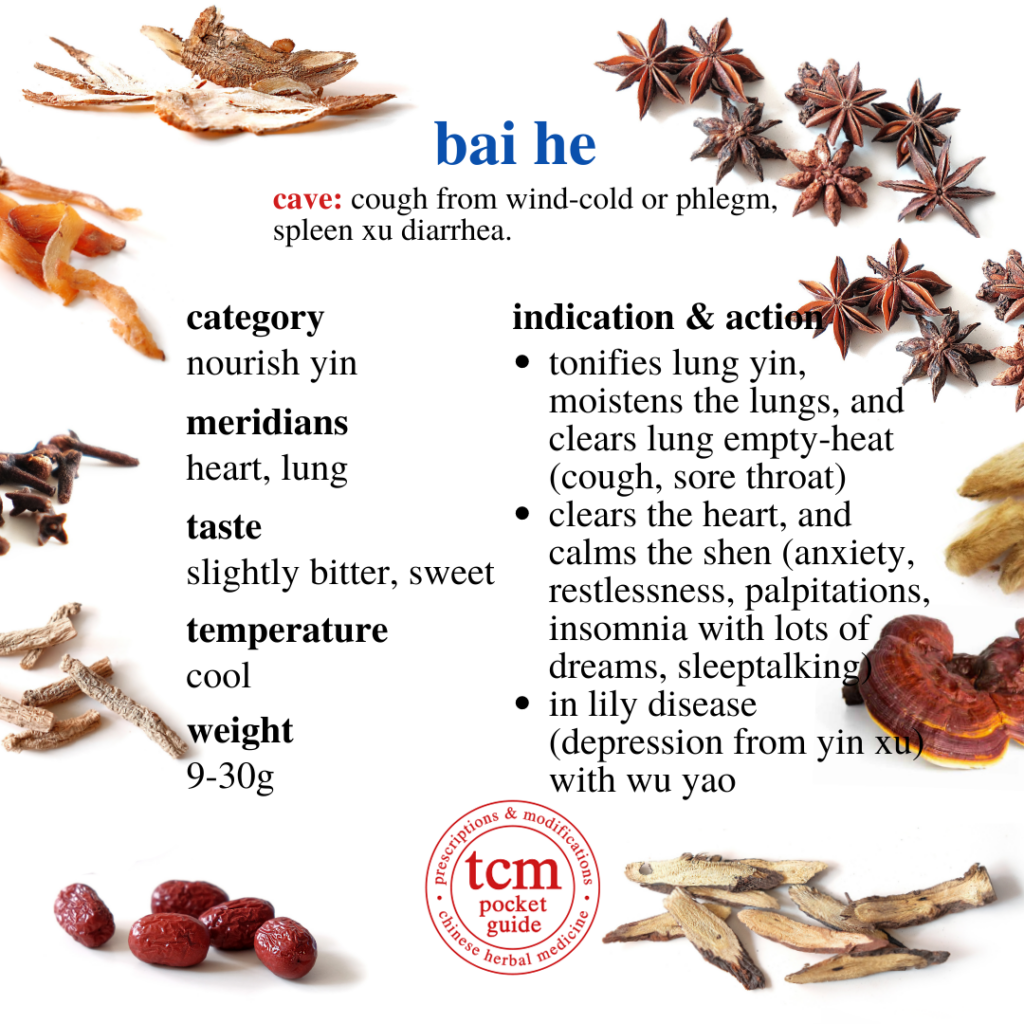 bai he • bulbus lilii • lily bulb • 百合 - indication action - chinese herbal medicine - tcm