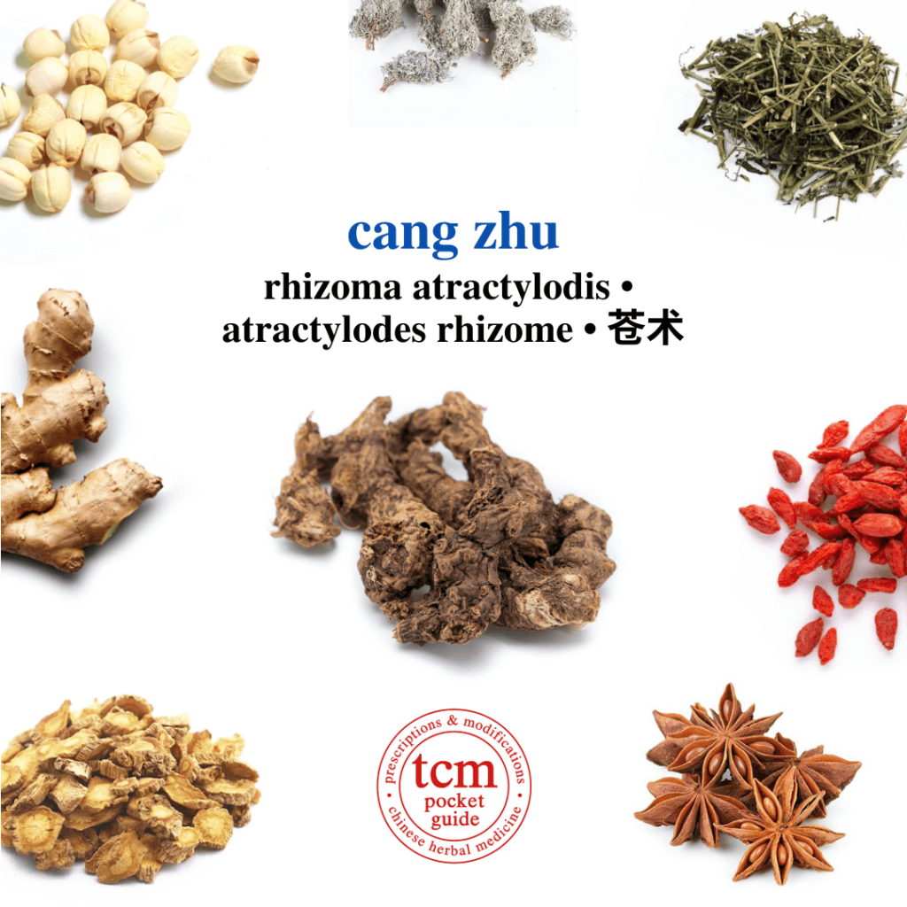 tcm pocketguide - cang zhu • rhizoma atractylodis • atractylodes rhizome • 苍术 - herb