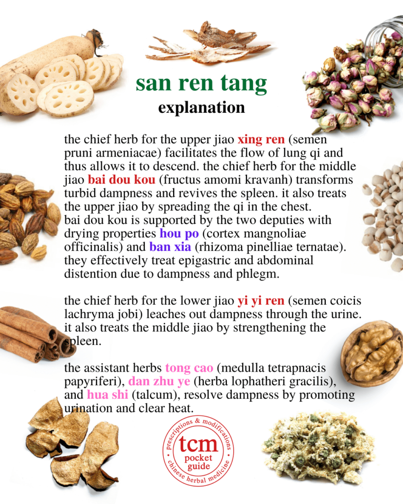 tcm pocketguide - san ren tang • three nut decoction • 三仁湯 - explanation