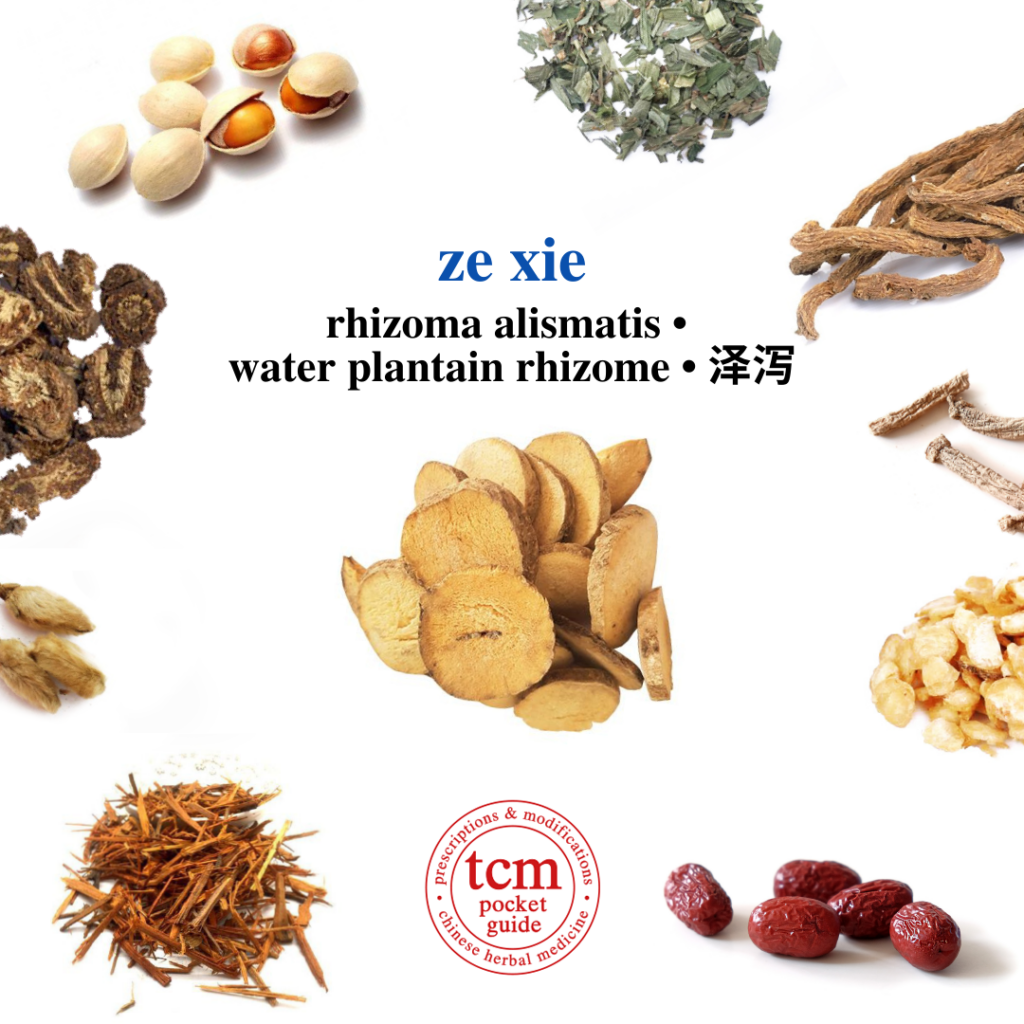tcm pocketguide - ze xie • rhizoma alismatis • water plantain rhizome • 泽泻 - herb - chinese herbal medicine - tcm