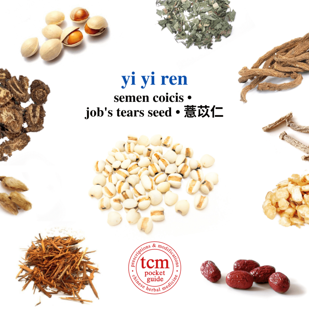tcm_pocketguide - yi yi ren • semen coicis • job's tears • 薏苡仁 - herb