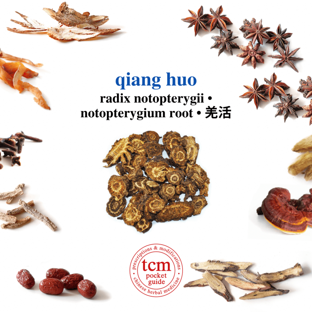 tcm pocketguide - qiang huo • radix notopterygii • notopterygium root • 羌活 - herb