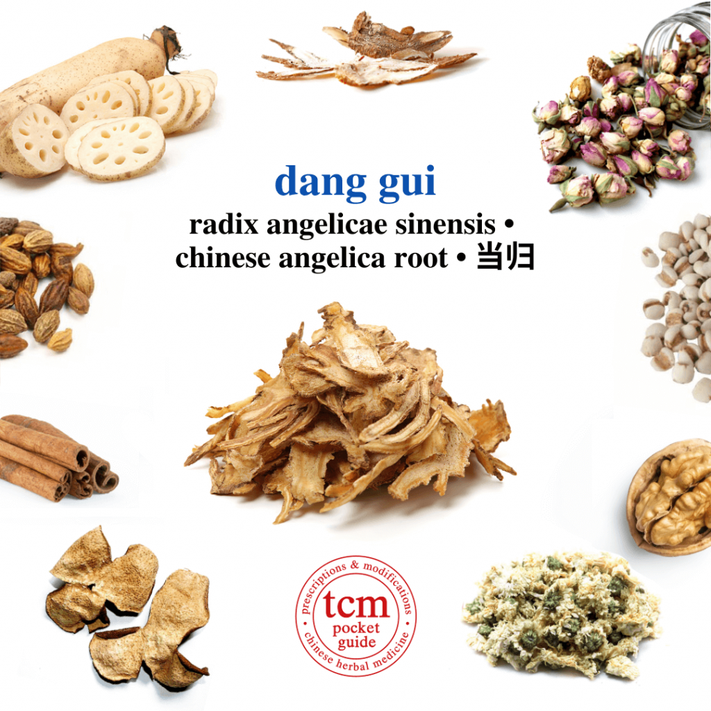 tcm pocketguide - dang gui • radix angelicae sinensis • chinese angelica root • 当归 - herb