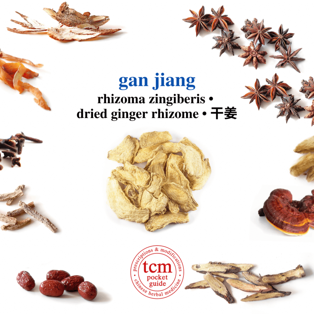 tcm pocketguide - gan jiang • rhizoma zingiberis • dried ginger rhizome • 干姜 - herb