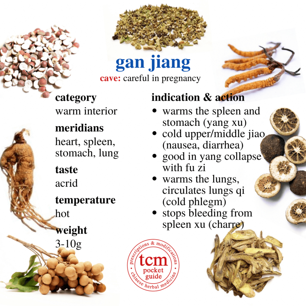 tcm pocketguide - gan jiang • rhizoma zingiberis • dried ginger rhizome • 干姜 - indication action