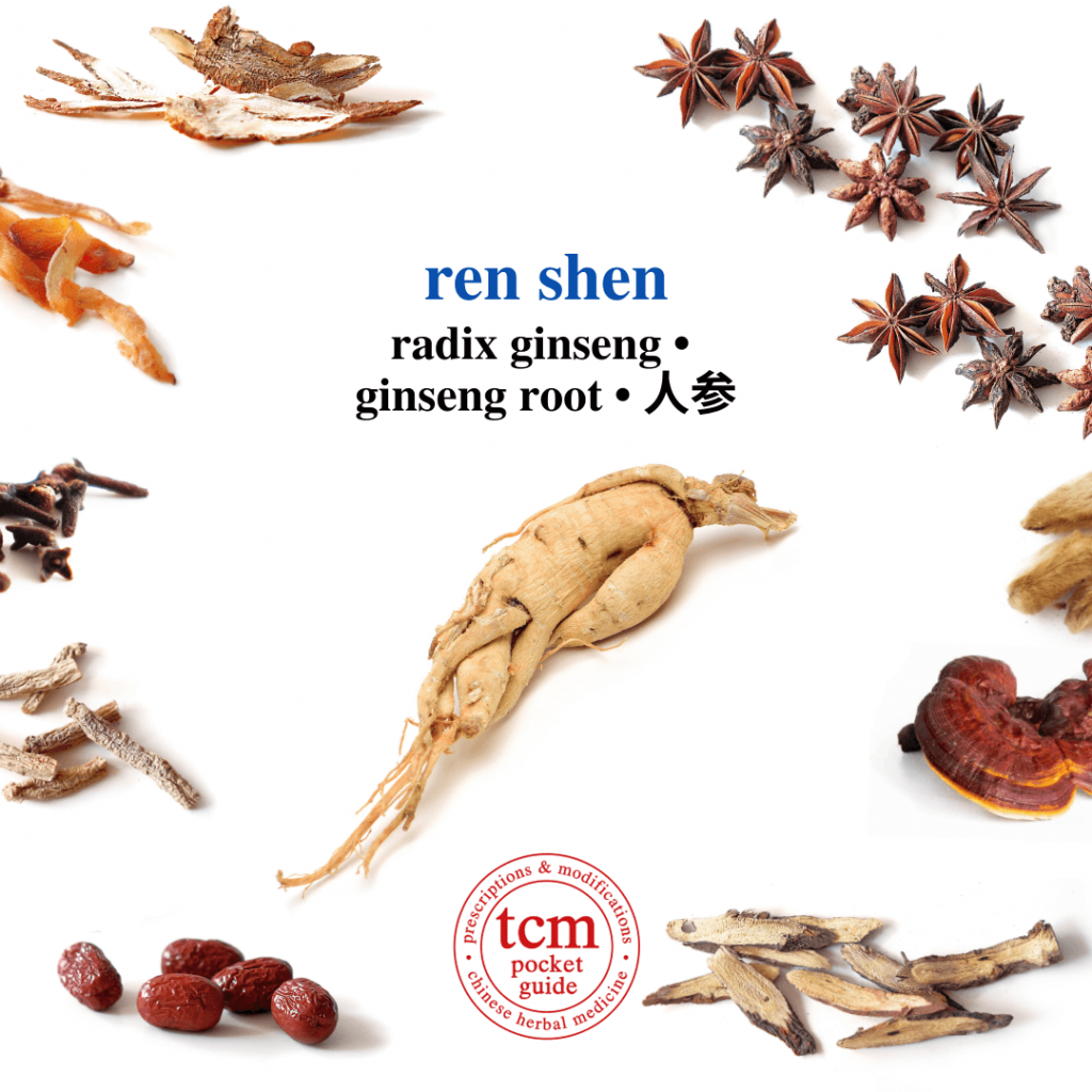 tcm pocketguide - ren shen • radix ginseng • ginseng root • 人參 - herb