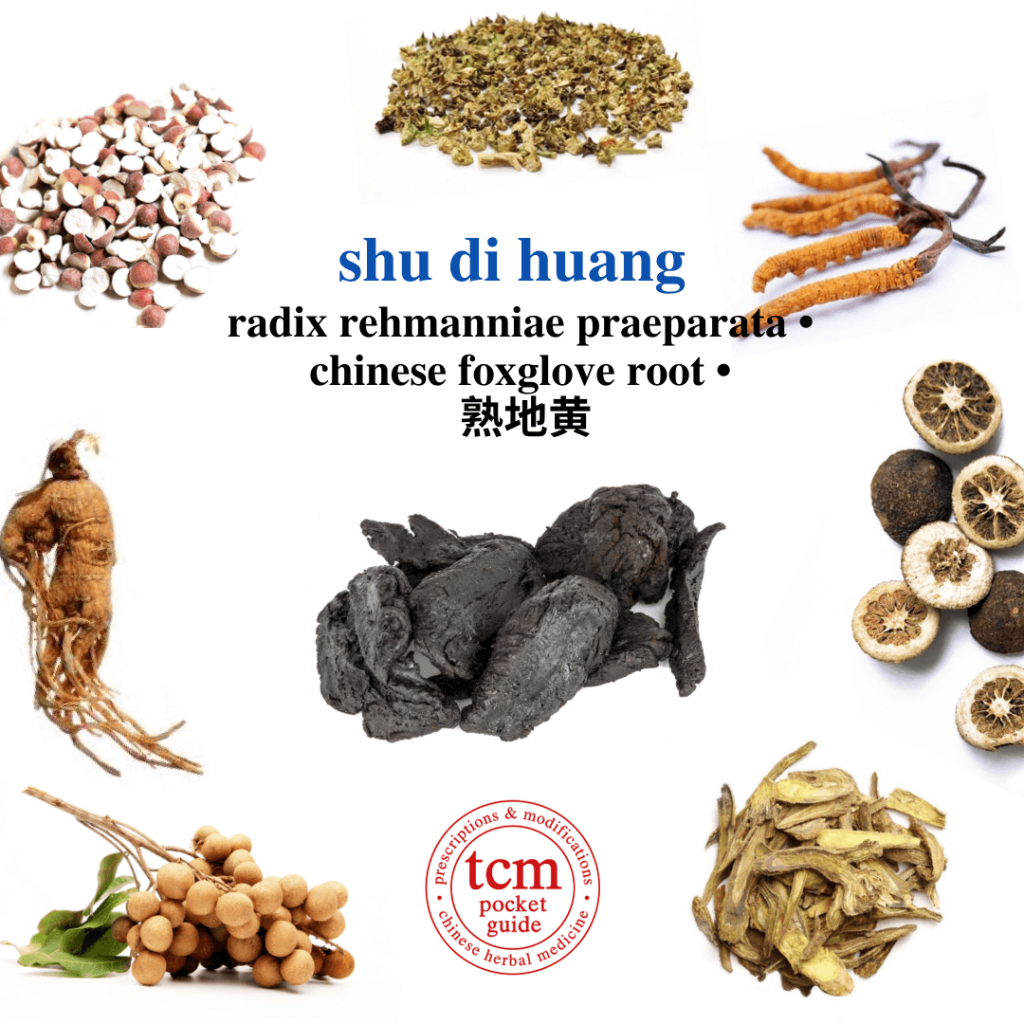 tcm pocketguide - shu di huang • radix rehmanniae preparata • prepared chinese foxglove root - herb