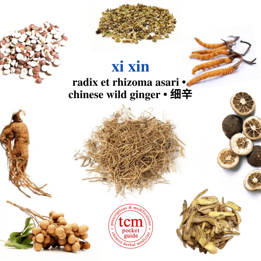 tcm pocketguide -xi xin • radix et rhizoma asari • chinese wild ginger • 细辛 - herb