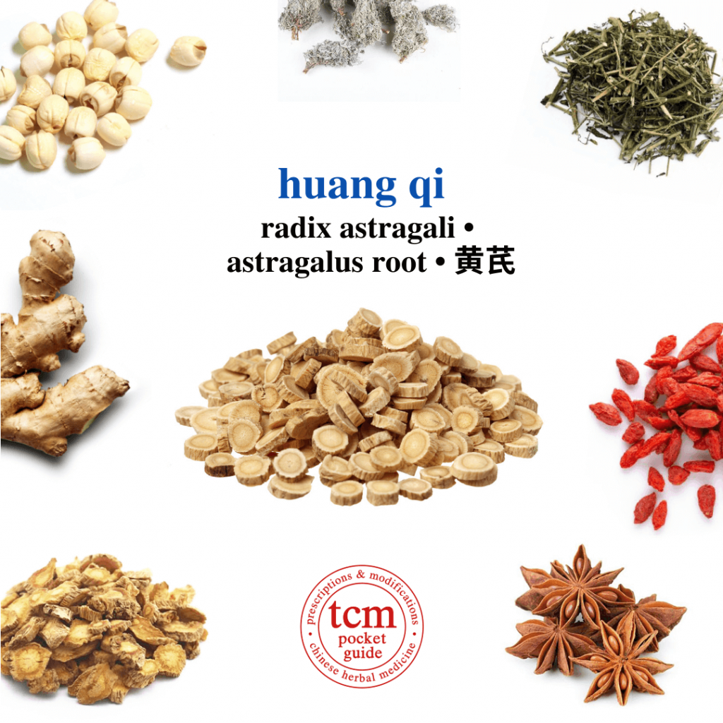 tcm pocketguide - huang qi • radix astragali • astragalus root • 黄芪 - herb