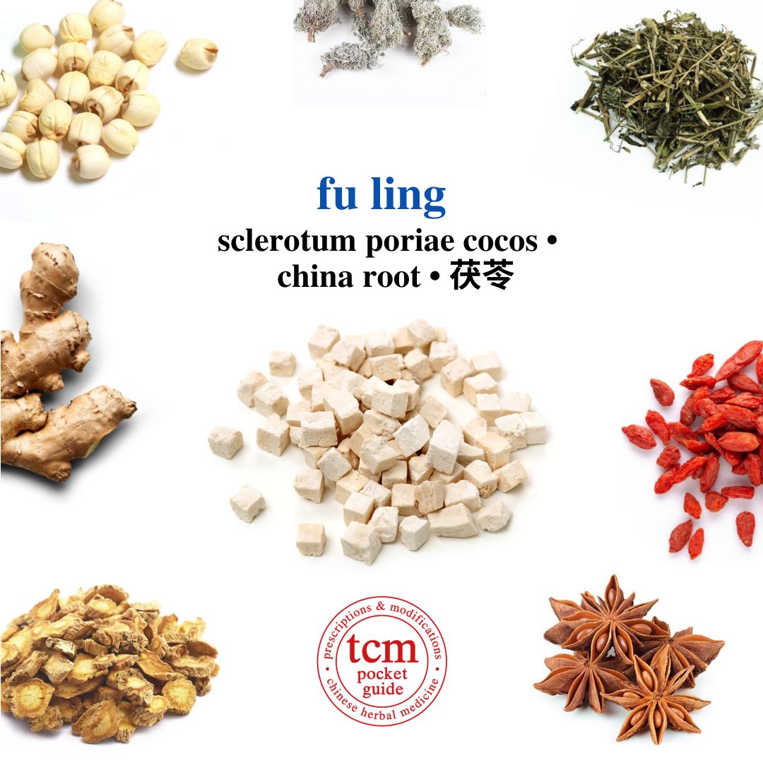 tcm pocketguide - fu ling • sclerotum poriae cocos • china root • 茯苓 - herb