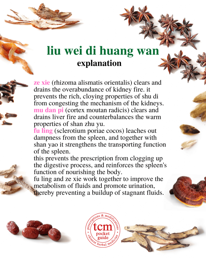 tcm pocketguide - liu wei di huang wan • six-ingredient pill with rehmannia • 六味地黄丸 - explanation 2