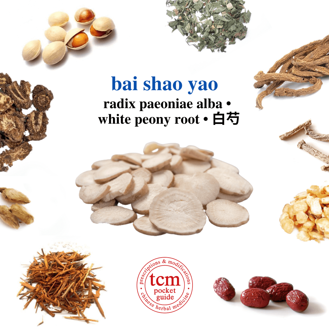 tcm pocketguide - bai shao yao • radix paeoniae alba • white peony root • 白芍 - herb