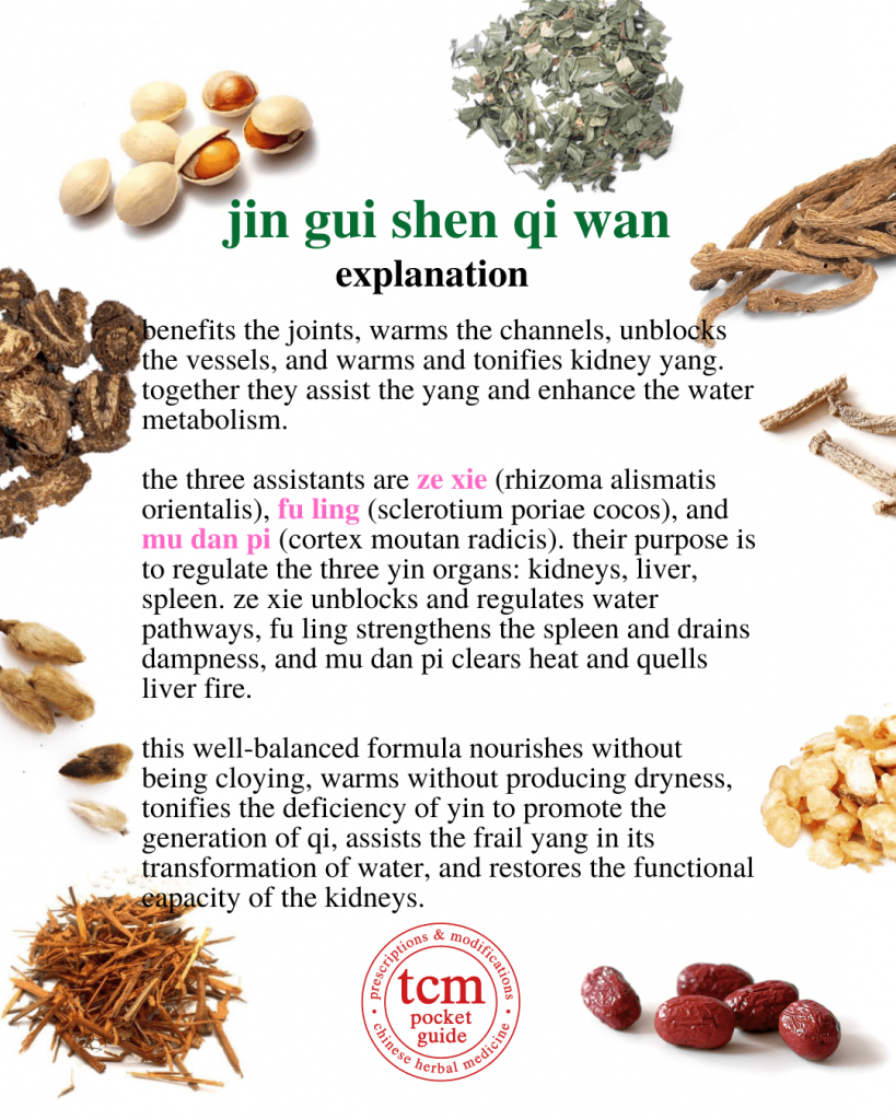 tcm pocketguide - jin gui shen qi wan • kidney qi pill from the golden cabinet • 金匱腎氣丸 - explanation 2