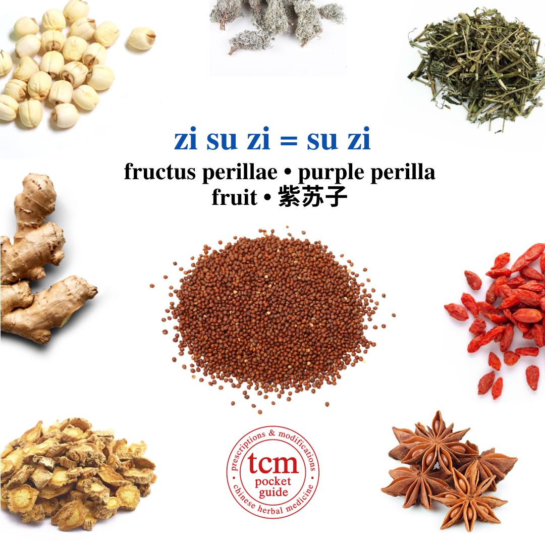 tcm pocketguide - zi su zi = su zi • fructus perillae • purple perilla fruit • 紫苏子 - herb