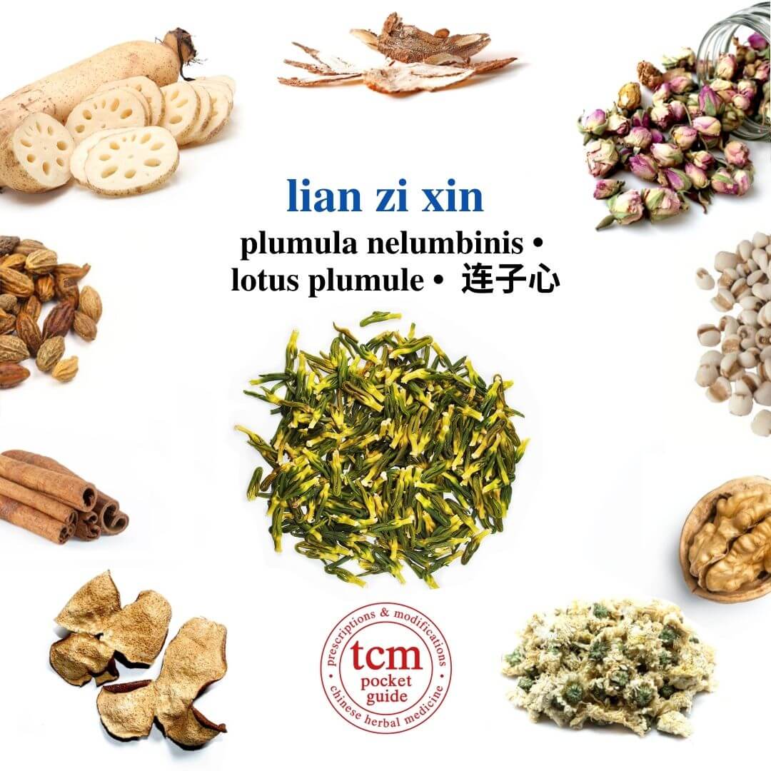 tcm pocketguie - lian zi xin • plumula nelumbinis • lotus plumule • 蓮子心 - herb
