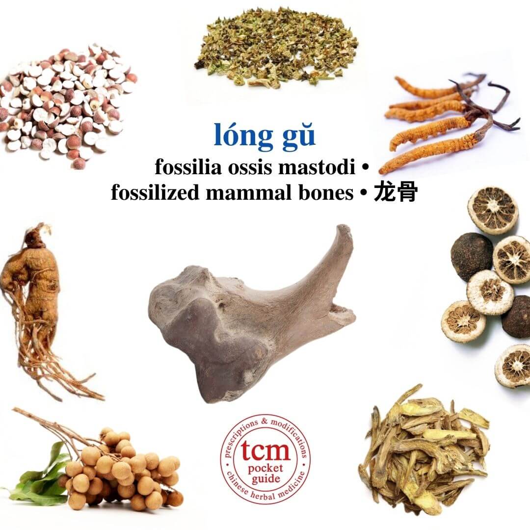 tcm pocketguide -long gu • fossilia ossis mastodi • fossilized mammal bones • 龙骨 - herb