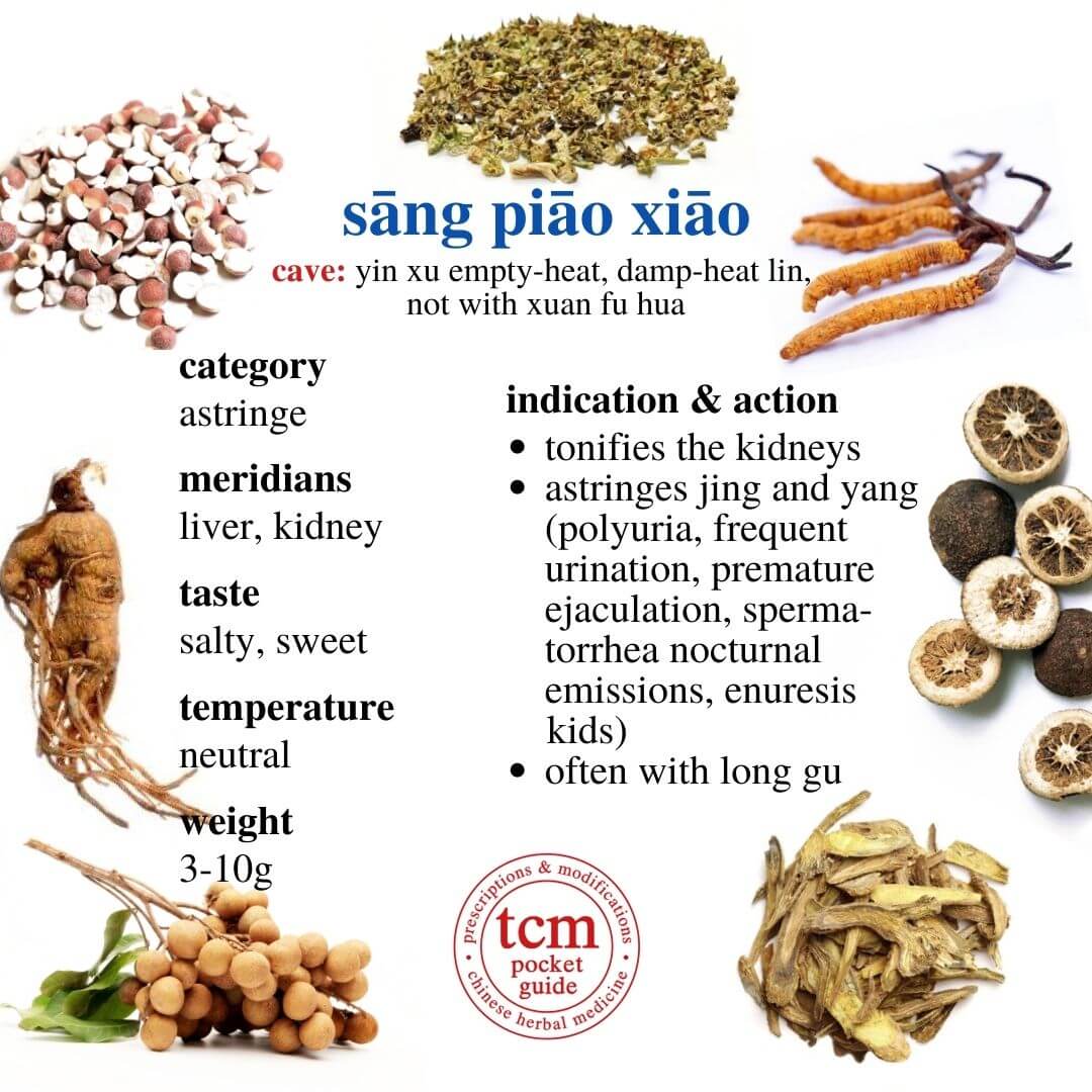 tcm pocketguide -sang piao xiao • ootheca mantidis • mantis egg case • 桑螵蛸 - indication action