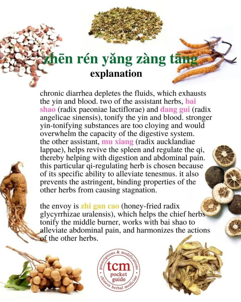 tcm pocketguide -zhen ren yang zang tang • true man's decoction to nourish the organs • 真人養臟汤 - explanation 2