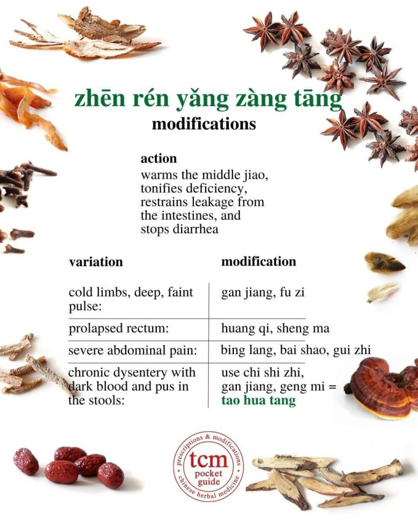 tcm pocketguide -zhen ren yang zang tang • true man's decoction to nourish the organs • 真人養臟汤 - modification