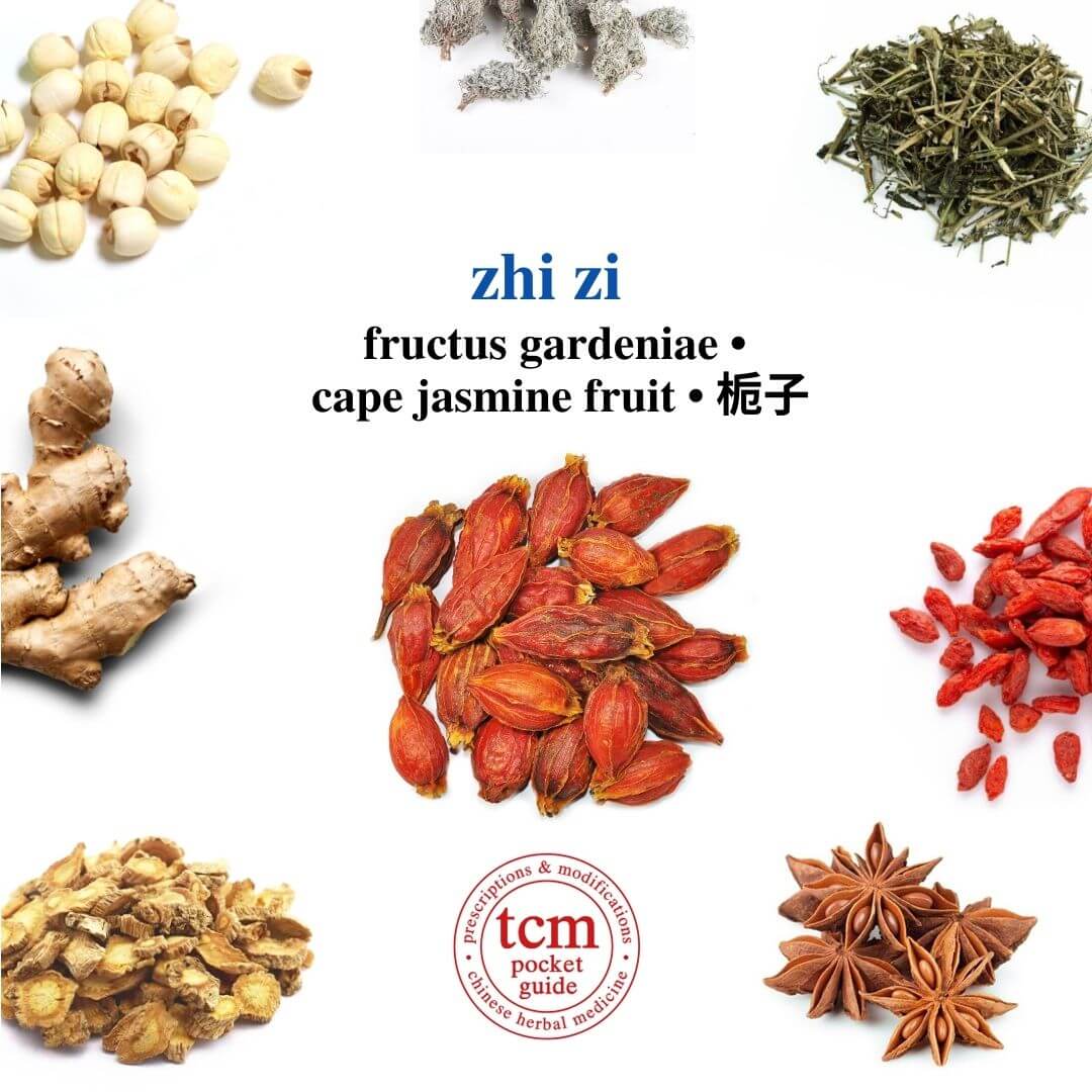 tcm pocketguie - zhi zi • fructus gardeniae • cape jasmine fruit • 栀子 - herb