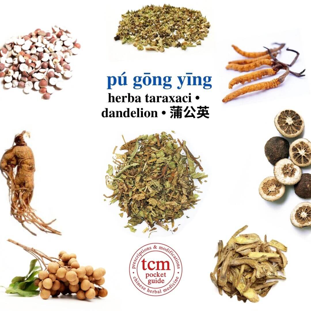 tcm pocketguide - pú gōng yīng • herba taraxaci • dandelion • 蒲公英 - herb