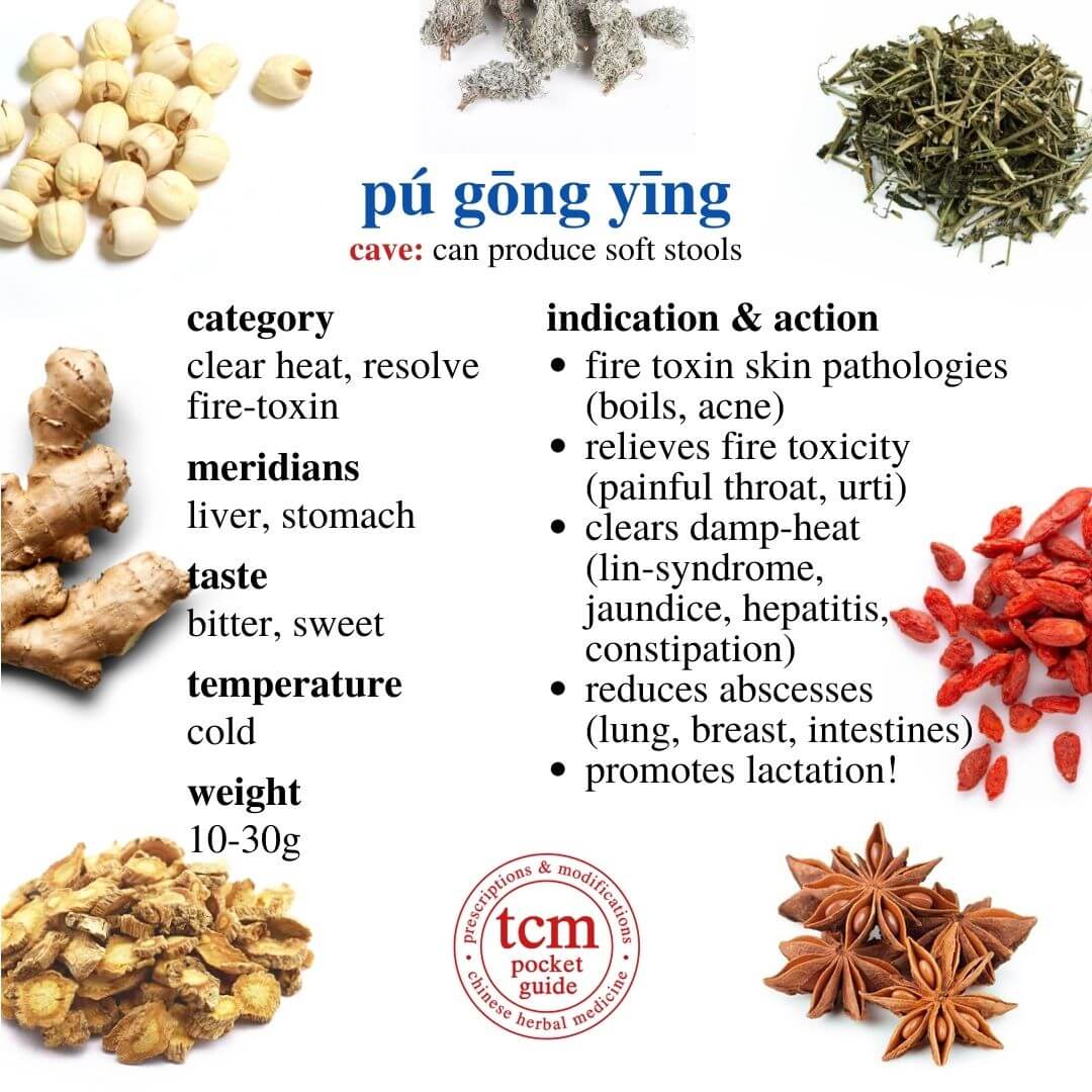 tcm pocketguide - pú gōng yīng • herba taraxaci • dandelion • 蒲公英 - indication action