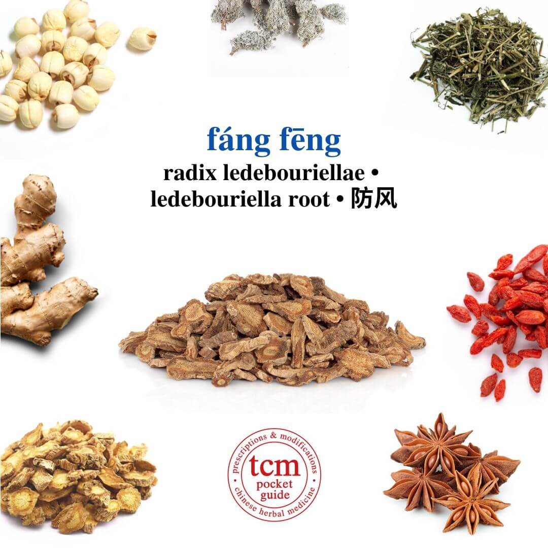 tcm pocketguide - fang feng • radix ledebouriellae • ledebouriella root • 防风 - herb