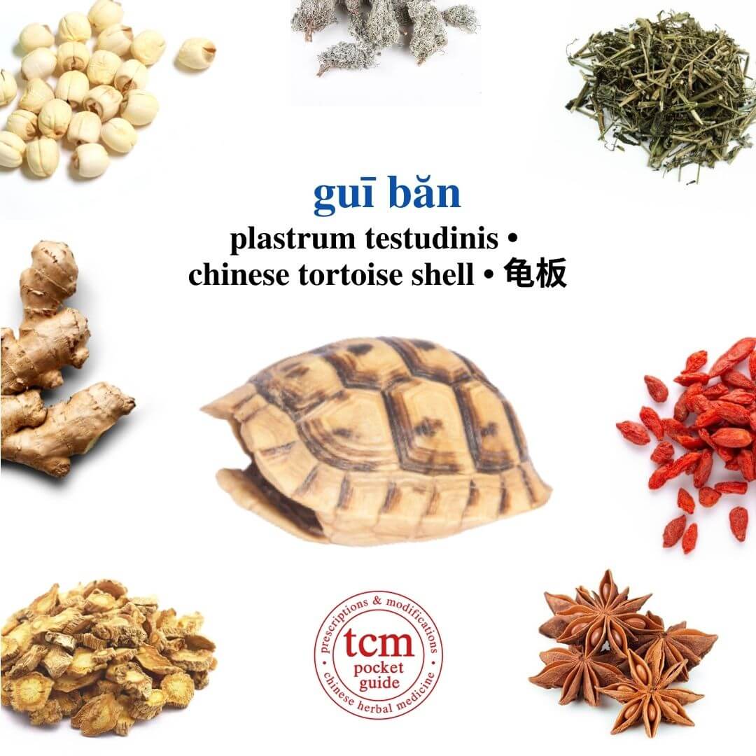 tcm pocketguide - gui ban • plastrum testudinis • chinese tortoise shell • 龟板 - substance