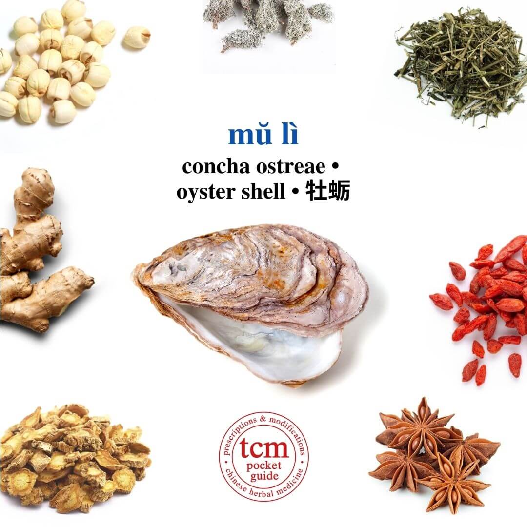 tcm pocketguide - mu li • concha ostreae • oyster shell • 牡蠣 - herb