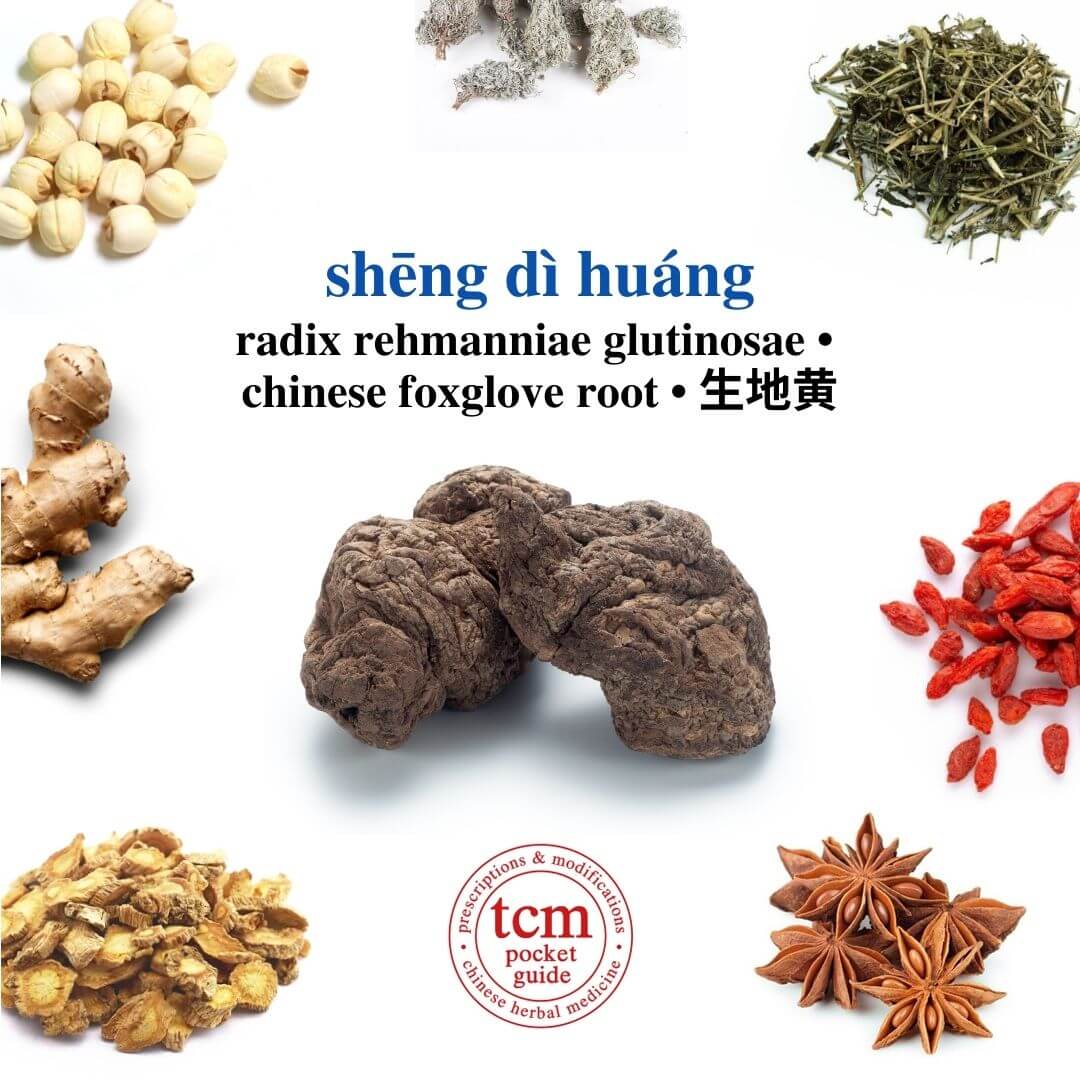 tcm pocketguide -sheng di huang • radix rehmanniae glutinosae • chinese foxglove root • 生地黄 - herb
