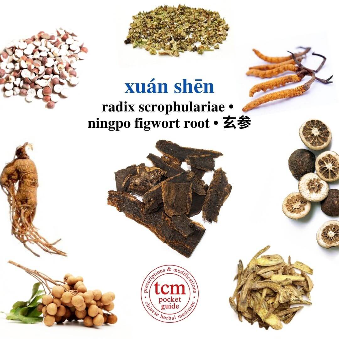 tcm pocketguide -xuan shen • radix scrophulariae • ningpo figwort root • 玄参 - herb