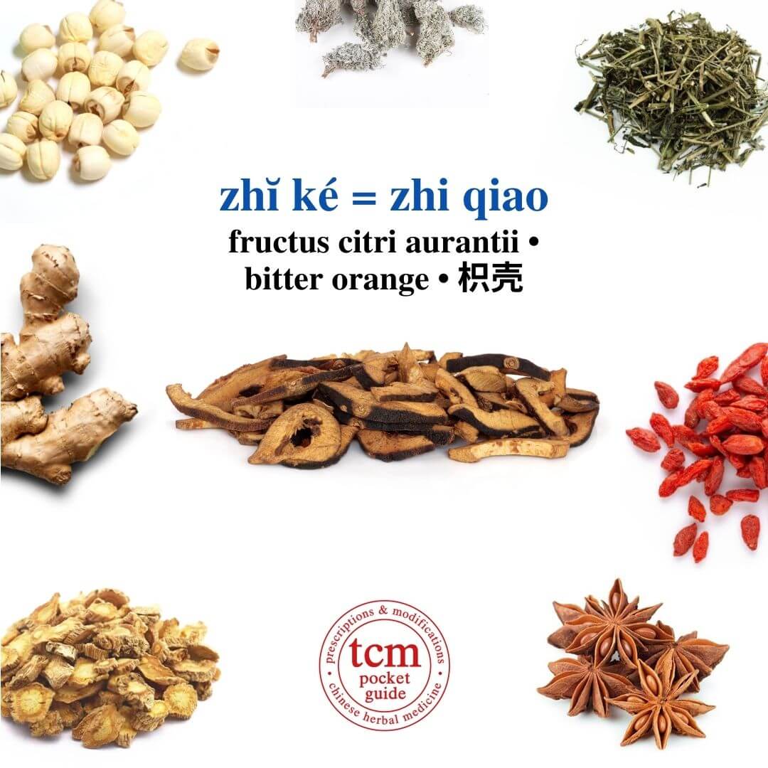 tcm pocketguide - zhĭ ké = zhi qiao • fructus citri aurantii • bitter orange • 枳壳 - herb